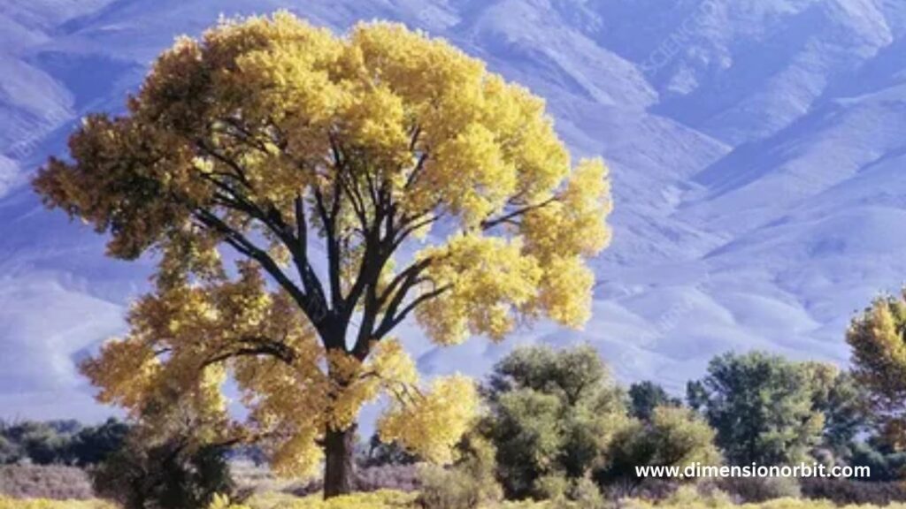 How Long Is 100 Feet? Eastern Cottonwood Tree