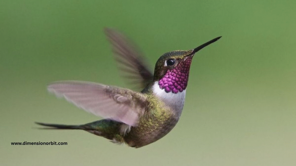 Hummingbird Feather