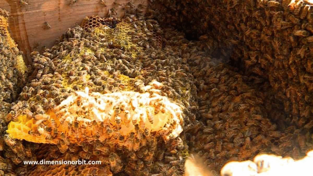 A Fully Loaded Beehive Colony
