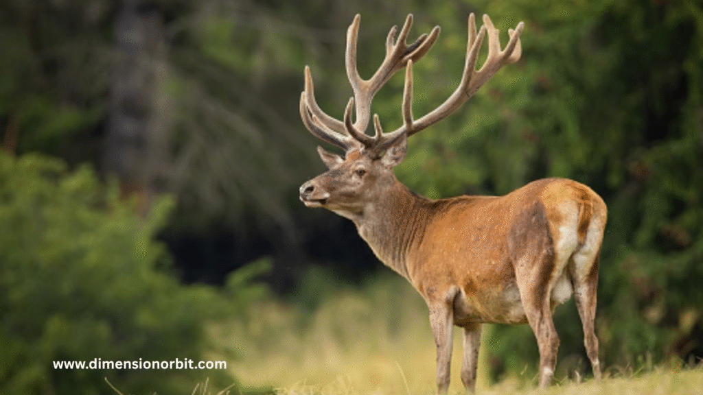 A Mature European Red Deer