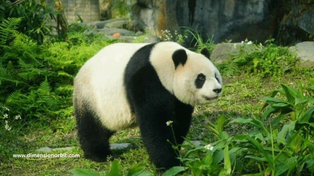 A Full Grown Giant Panda