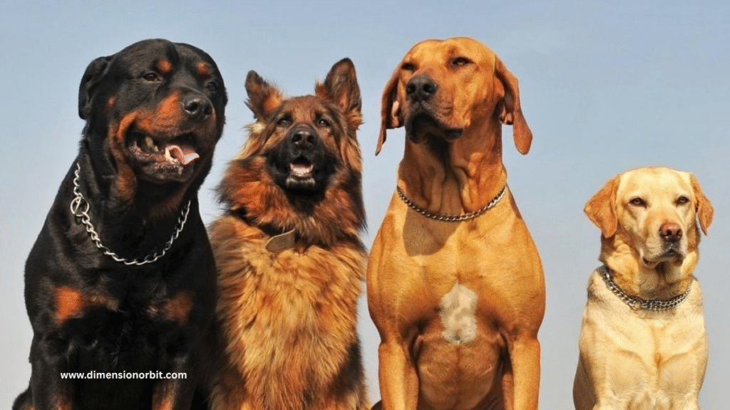 50 inches Large Dog Breeds