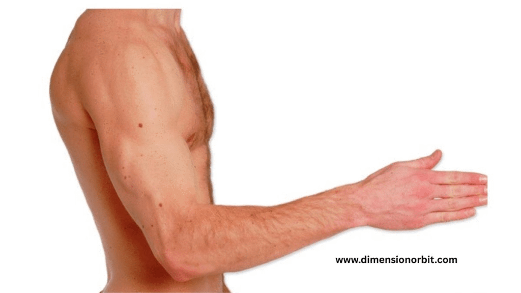 Adult Human Arm Span