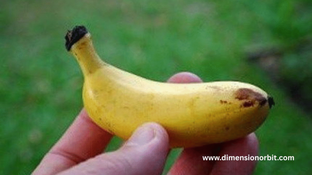A Small Sized Banana