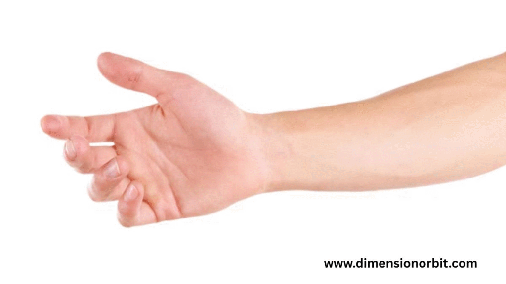 Average Adult Male Hand