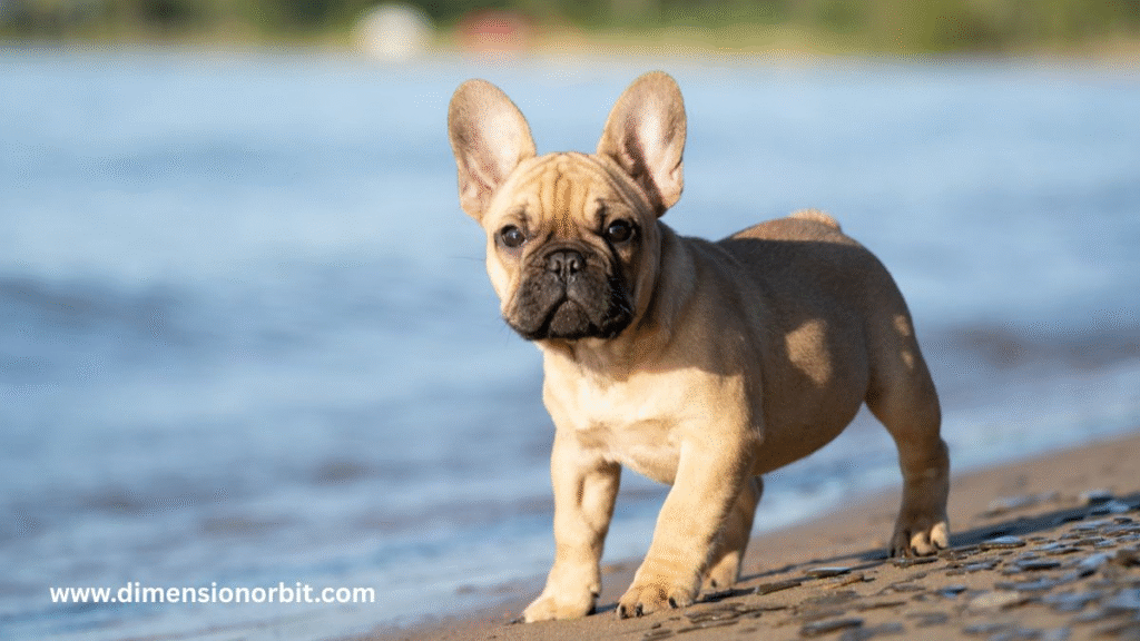 A French Bulldog