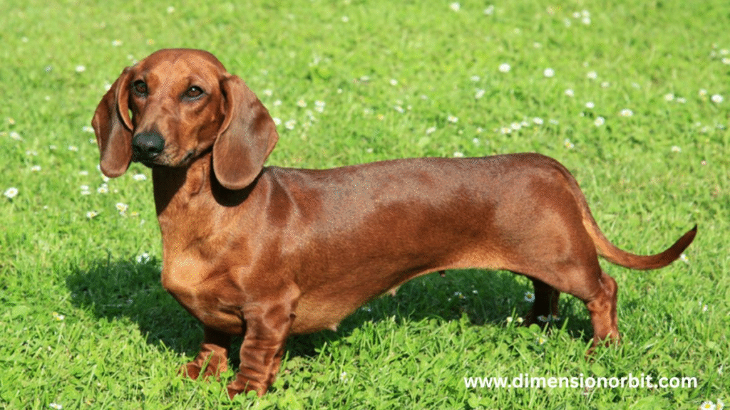 A Grown Up Dachshund Dog 10 kg