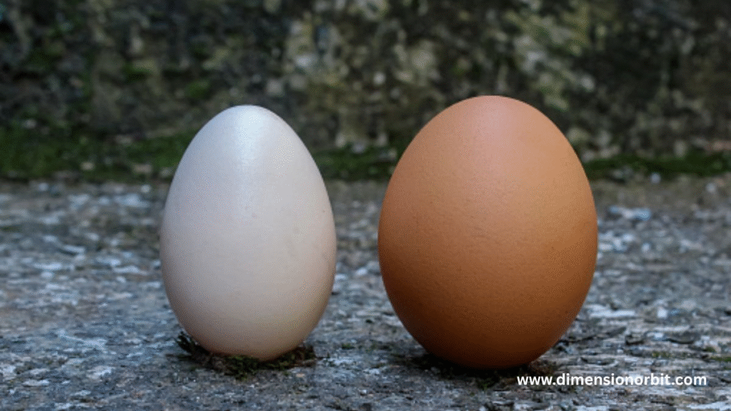 Two Large Eggs 100 gram