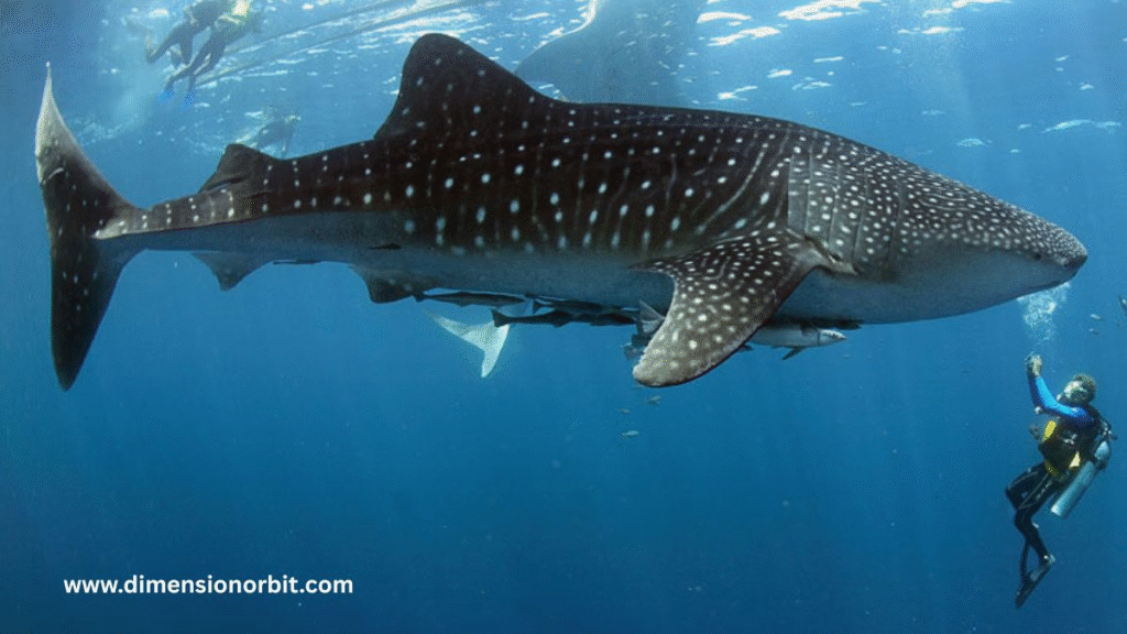 A Whale Shark