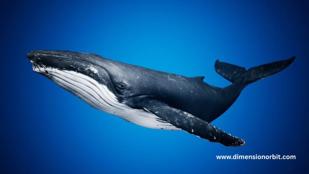 The Length of a Blue Whale 60 feet