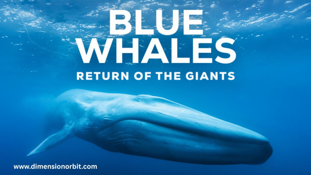 The Blue Whale Nature 75 feet