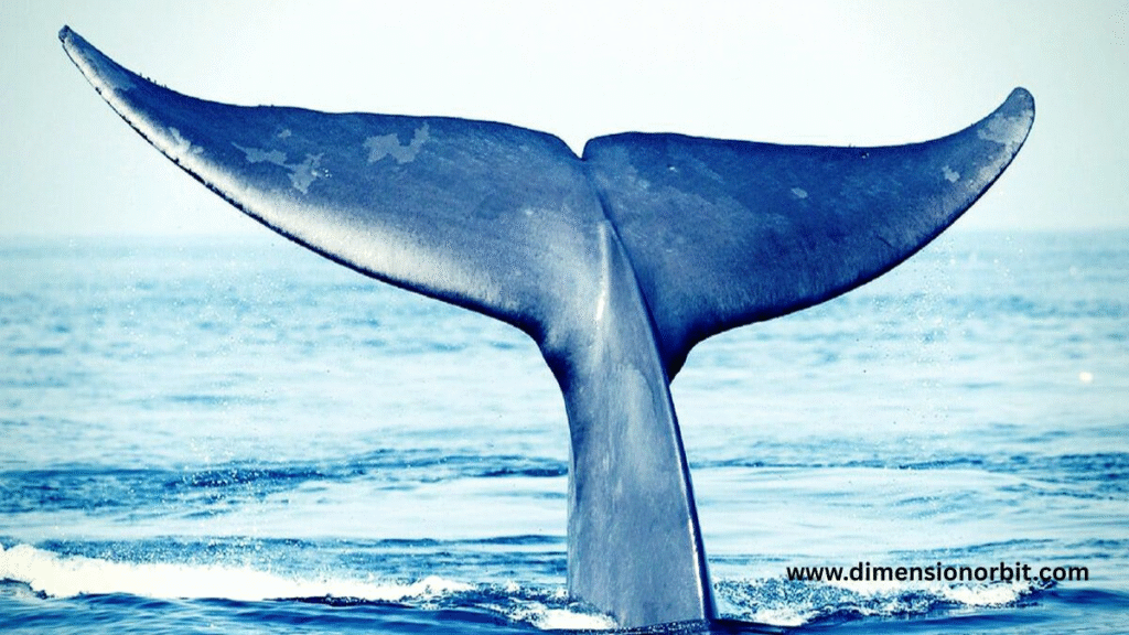 10 meters A Blue Whale’s Head or Tail Fin