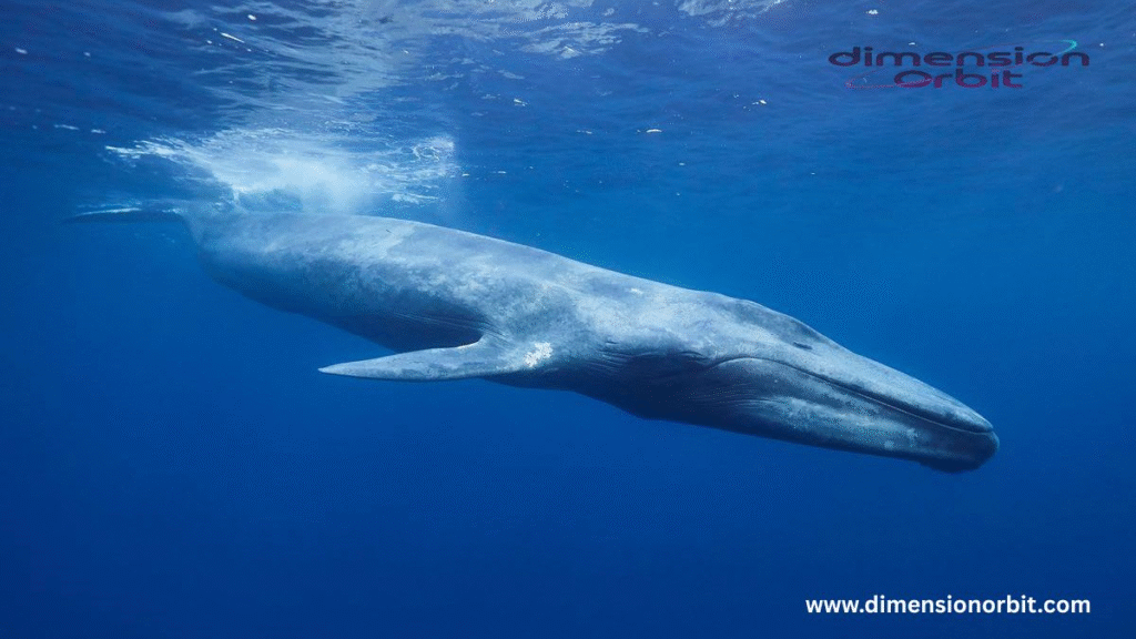 Blue Whales