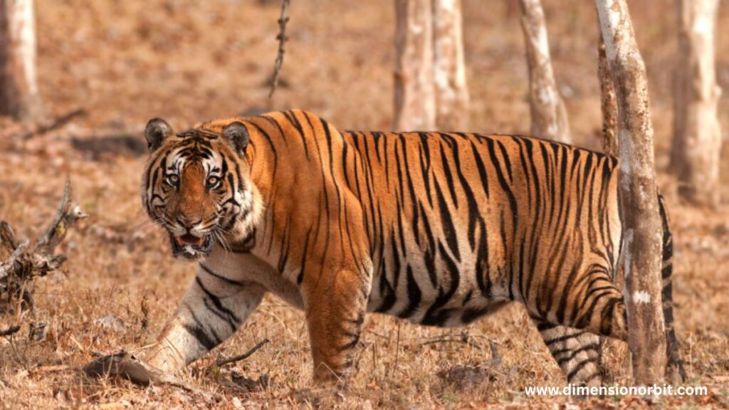 what weighs 400 pounds? 11 Common Things