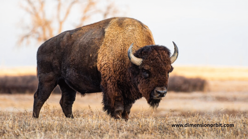 How Much Is 500Kg? 9 Most Common Things