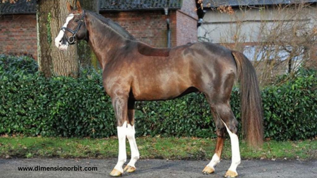 Adult Horse (450–900 kg) 500kg