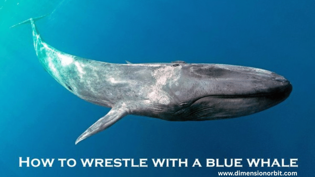Blue Whale Length (Often Around 90 Feet)