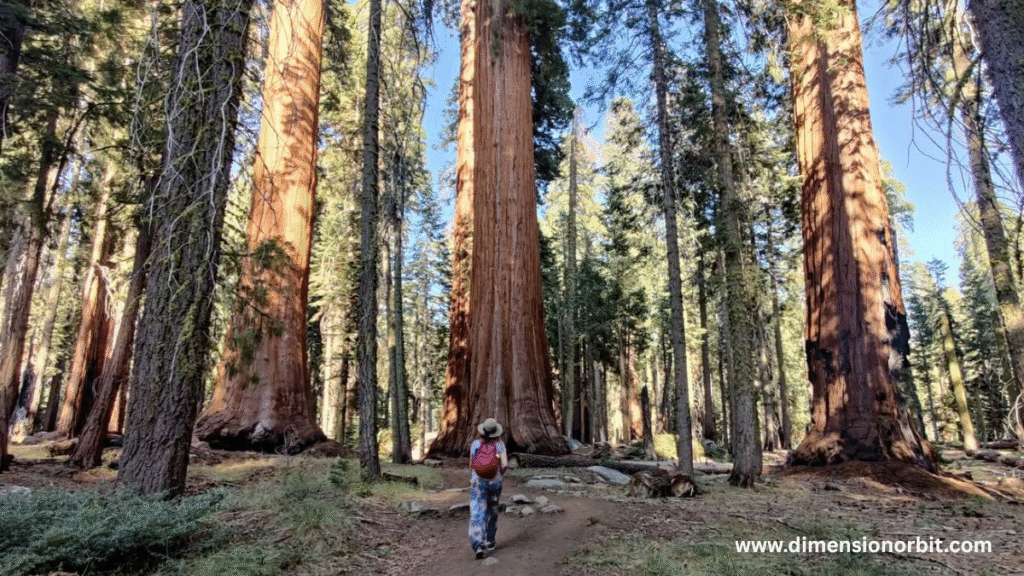Younger Mature Giant Sequoia