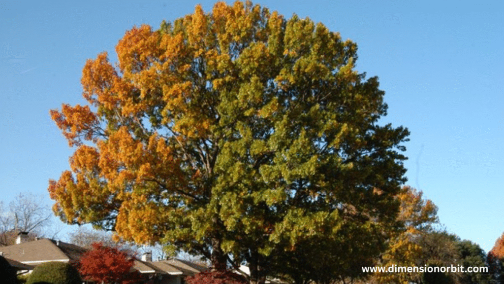 Mature Oak Tree Height