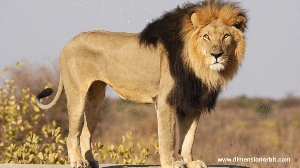 Adult Male Lion