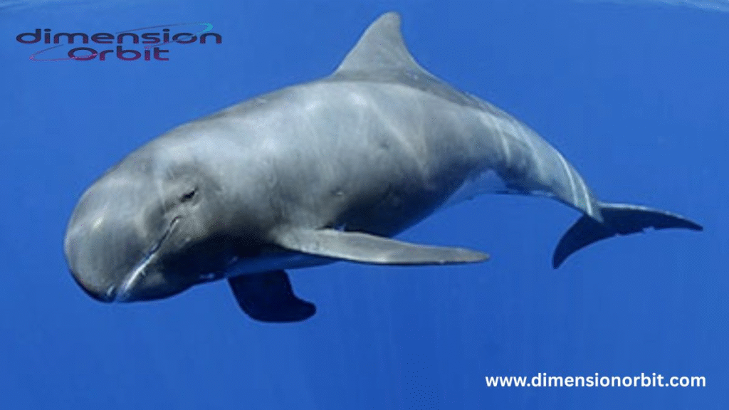 A Whale (Seriously) 50 feet 