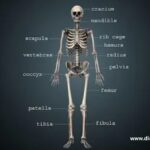 Average Weight of Human Skeleton