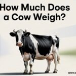 How Much Does a Cow Weigh?